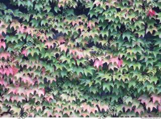 Photo Texture of Leaves Ivy 0001